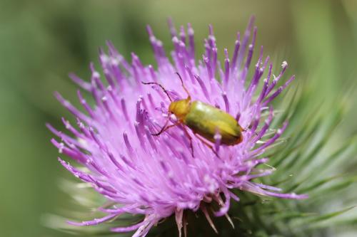 Réf. 239 395 : Cteniopus sulphureus